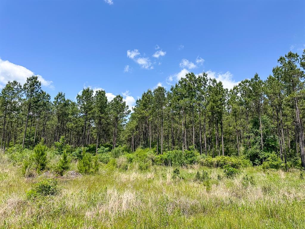 49 Easement Access, Groveton, Texas image 5