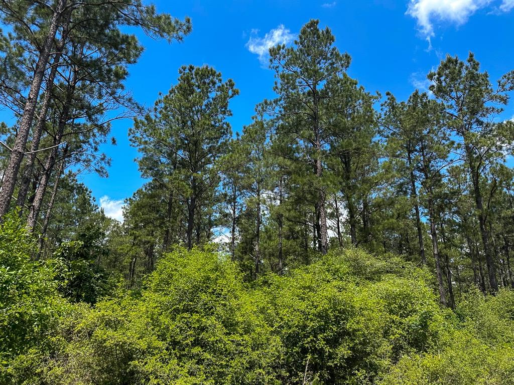 49 Easement Access, Groveton, Texas image 3