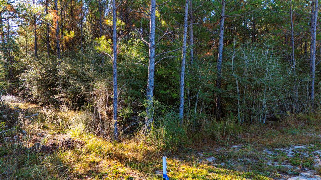 011 Magnolia Ranch Road, Onalaska, Texas image 4