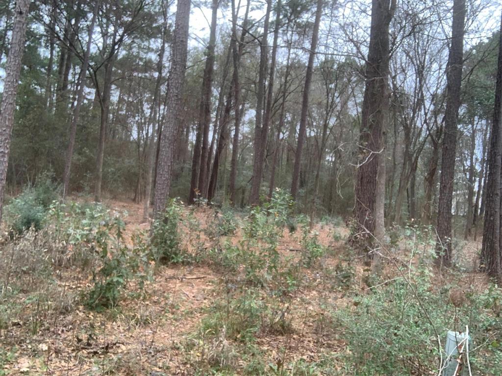 11 Yolanda Street, Huntsville, Texas image 3
