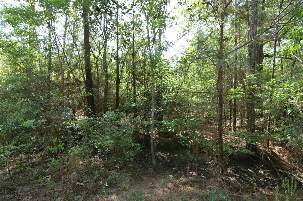 Photo of TBD Roman Forest Blvd, Roman Forest, TX 77357 (MLS # 88448055)