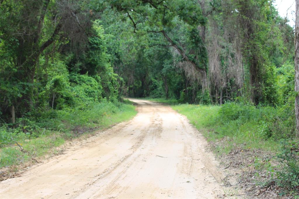 Tract 32 County Road 2170, Grapeland, Texas image 12