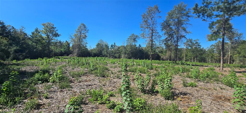 00 Lot 5 Cr 338, Nacogdoches, Texas image 4