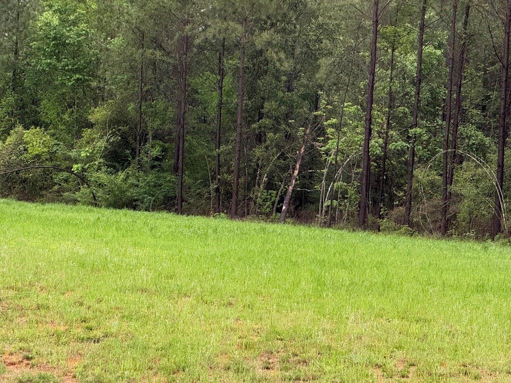 Pichetto Trail, Livingston, Texas image 37