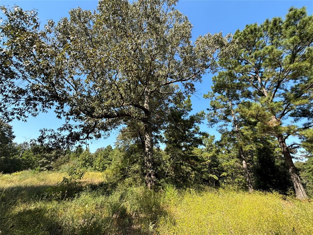 TBD County Road 3266, Colmesneil, Texas image 7