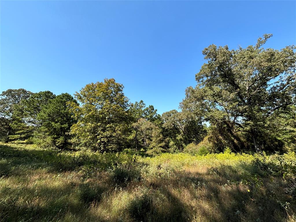 TBD County Road 3266, Colmesneil, Texas image 4