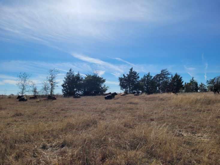 TBD 1 Caney Creek Road, Chappell Hill, Texas image 3