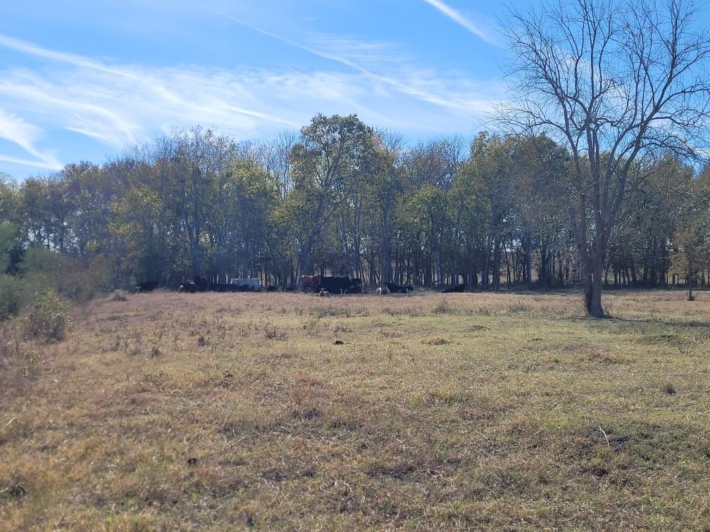 TBD 1 Caney Creek Road, Chappell Hill, Texas image 2