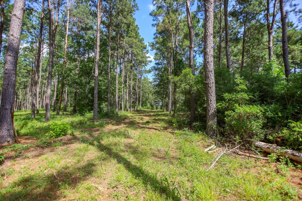 1950 Buckhorn Creek Dr, Crockett, Texas image 2