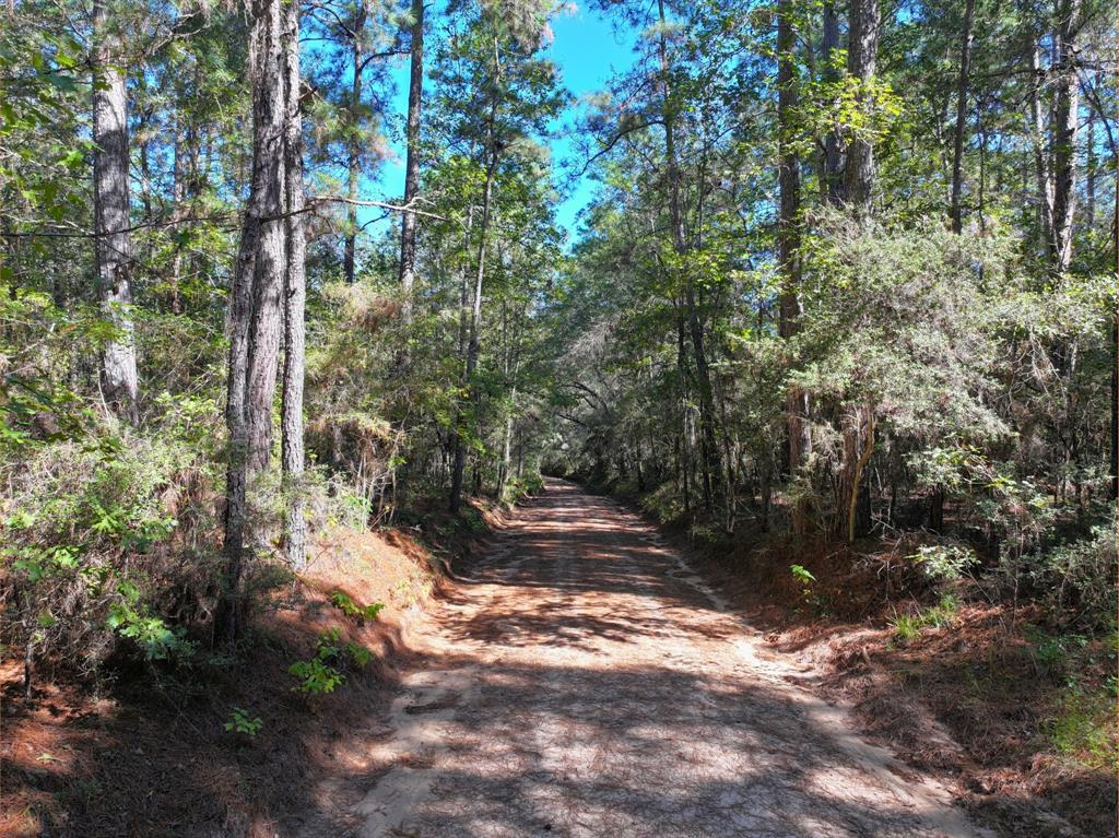 Tanyard Road, Willis, Texas image 2