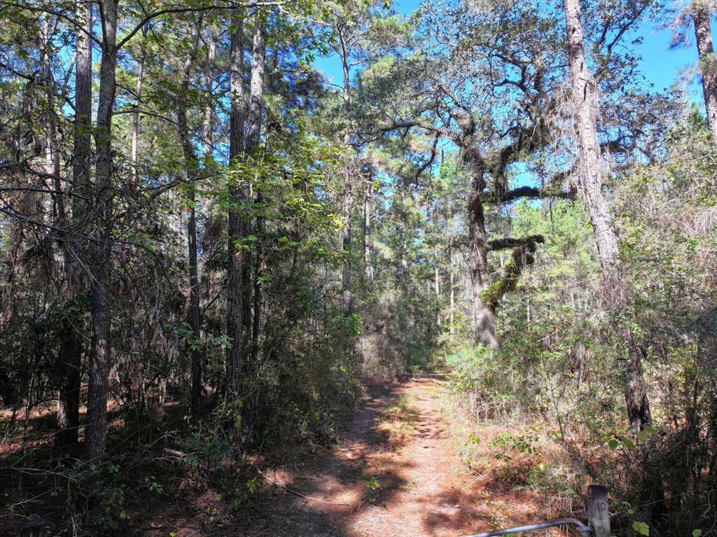 Tanyard Road, Willis, Texas image 3