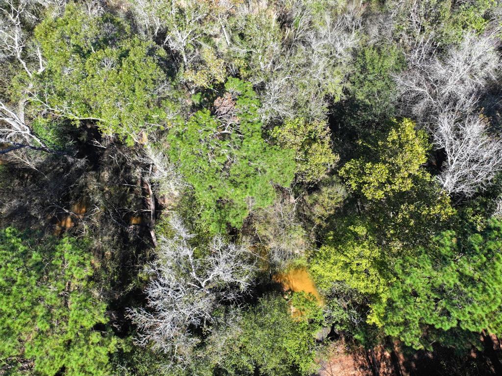 Tanyard Road, Willis, Texas image 10