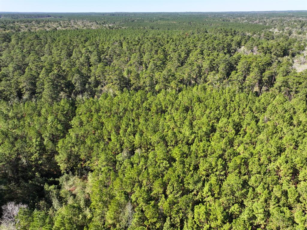 Tanyard Road, Willis, Texas image 13