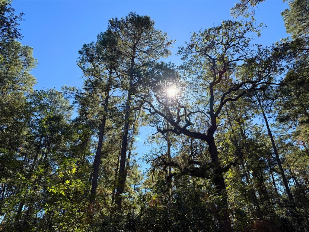 Tanyard Road, Willis, Texas image 8