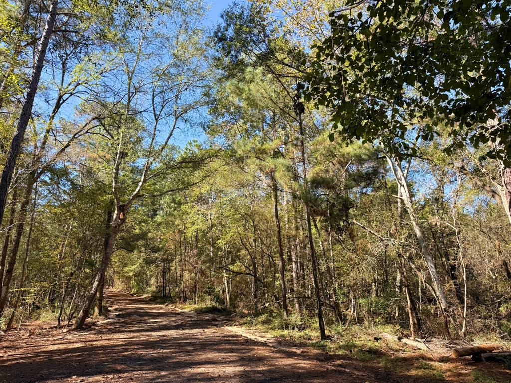 Tanyard Road, Willis, Texas image 5