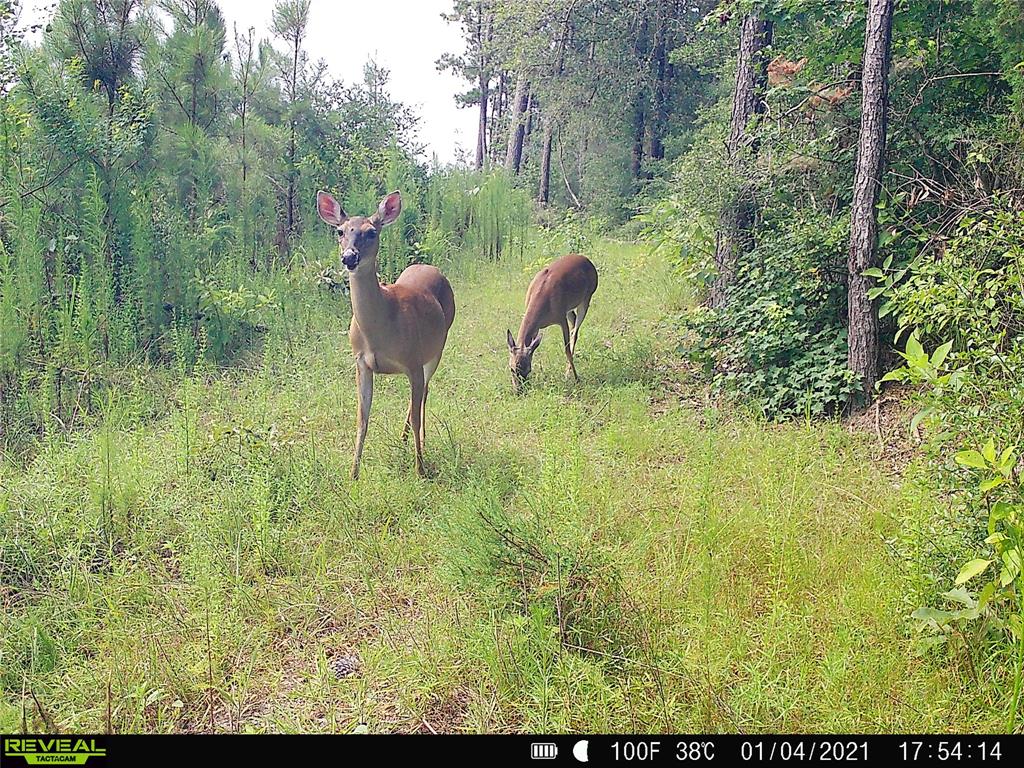 485 Private Road 5475, Warren, Texas image 50