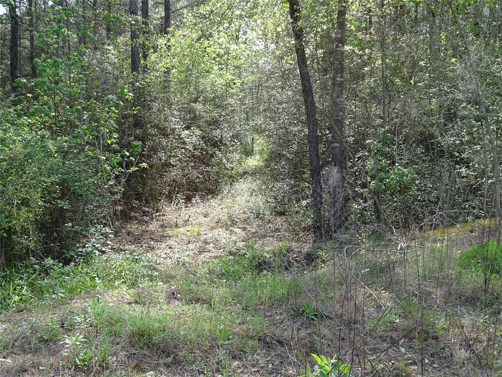10774 Ruger Road, Willis, Texas image 7