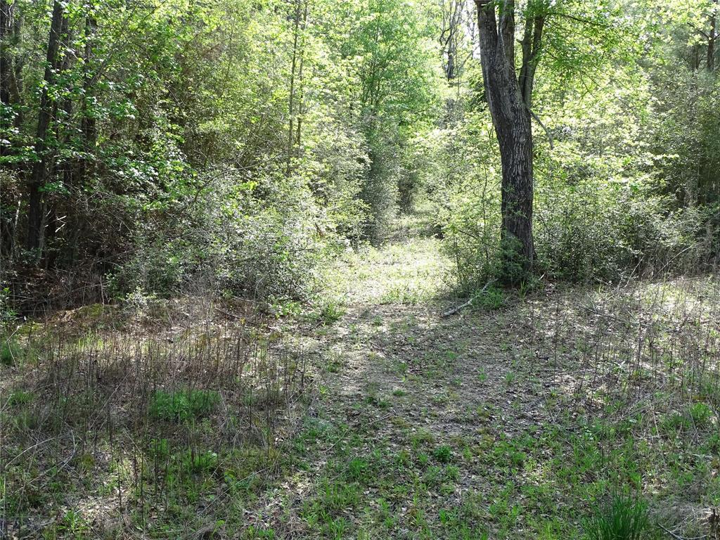 10774 Ruger Road, Willis, Texas image 9