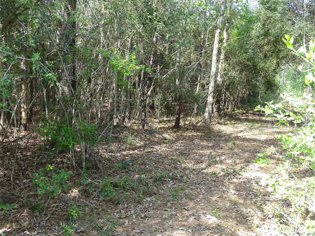 10774 Ruger Road, Willis, Texas image 11