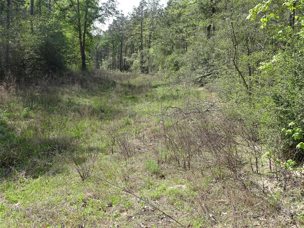 10774 Ruger Road, Willis, Texas image 8