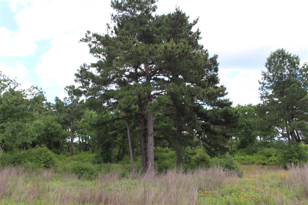 Tract 42 Private Road 1316, Centerville, Texas image 13