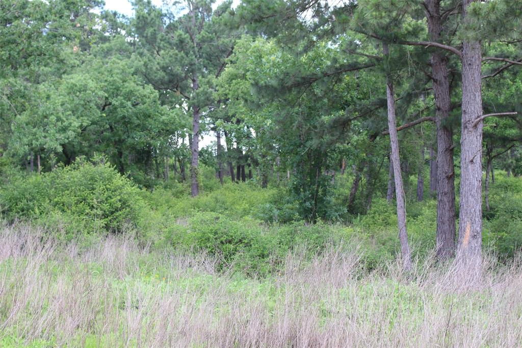 Tract 42 Private Road 1316, Centerville, Texas image 12
