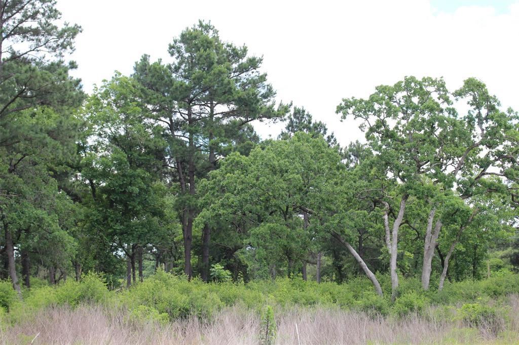 Tract 42 Private Road 1316, Centerville, Texas image 11