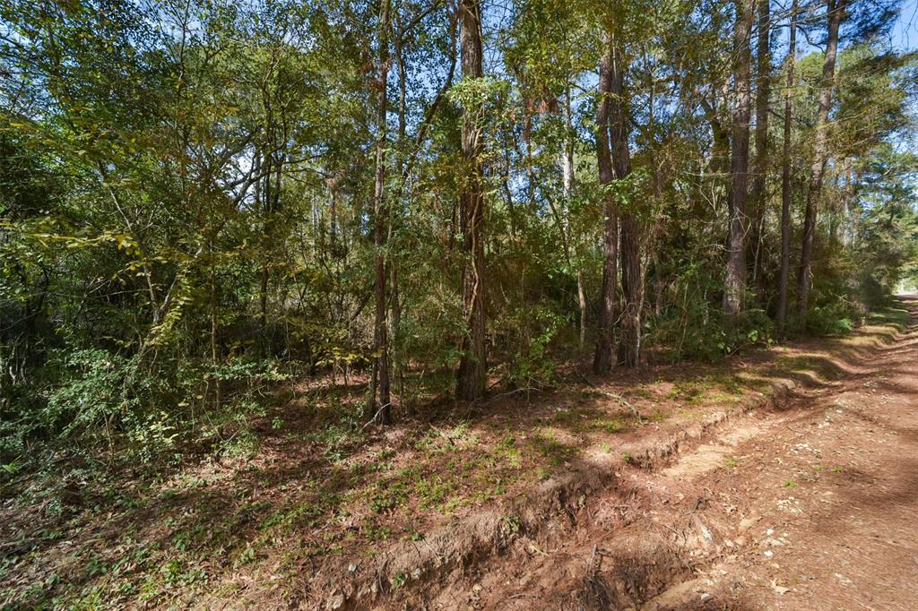 Fm 945, Coldspring, Texas image 6