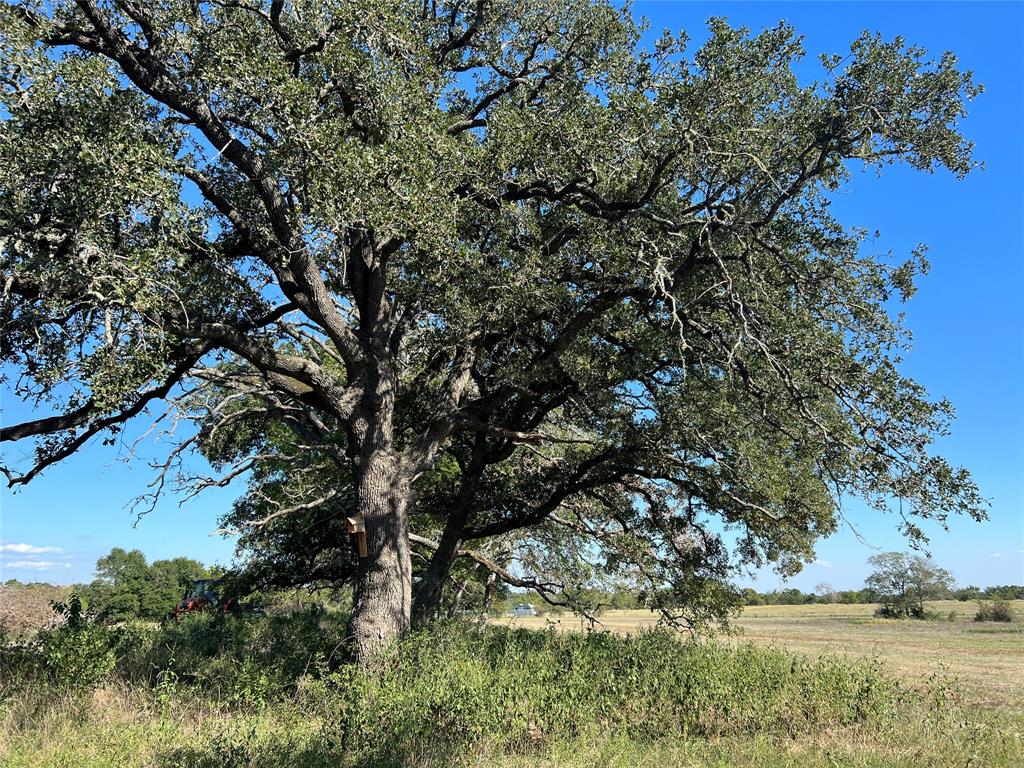 0080 County Road 415, Navasota, Texas image 27