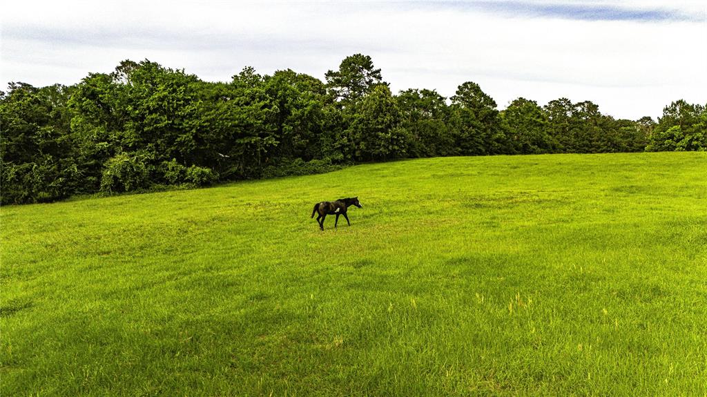 TBD Fm 2610 Livingston, Livingston, Texas image 10