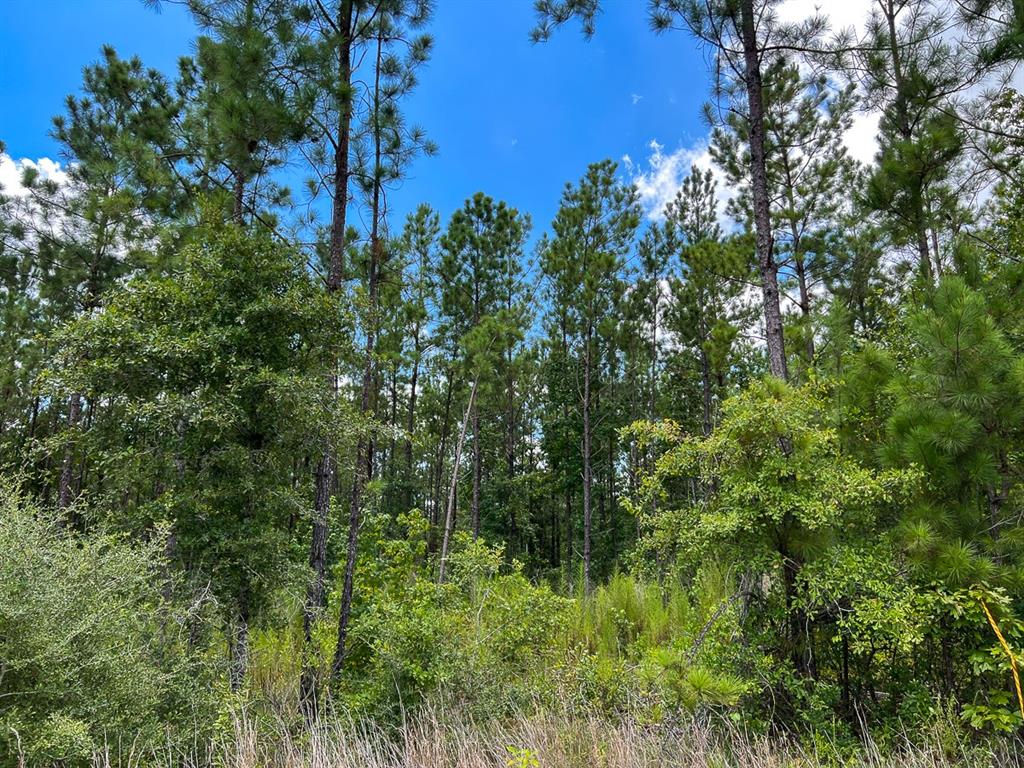 00000 County Road 1420, Warren, Texas image 8