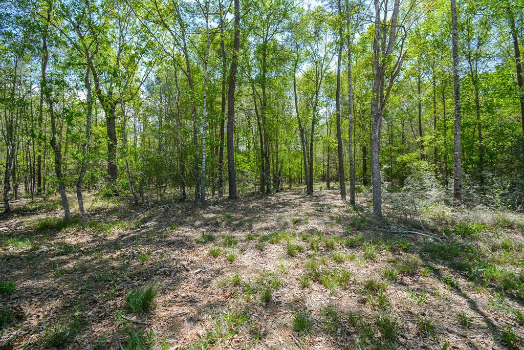 24897 Rainbow Lane, New Caney, Texas image 30