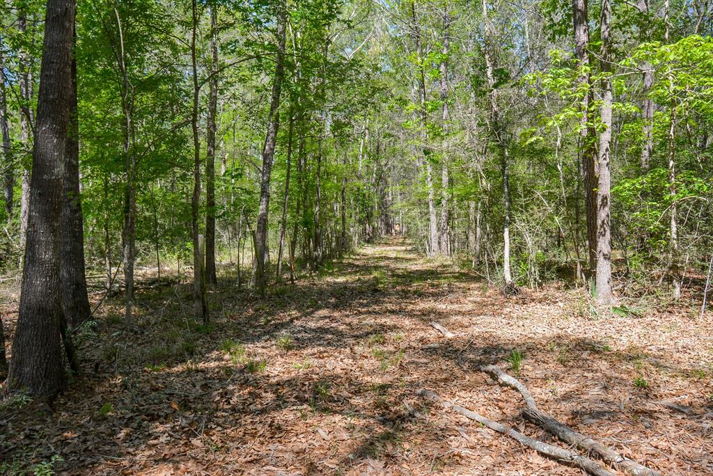 24897 Rainbow Lane, New Caney, Texas image 32