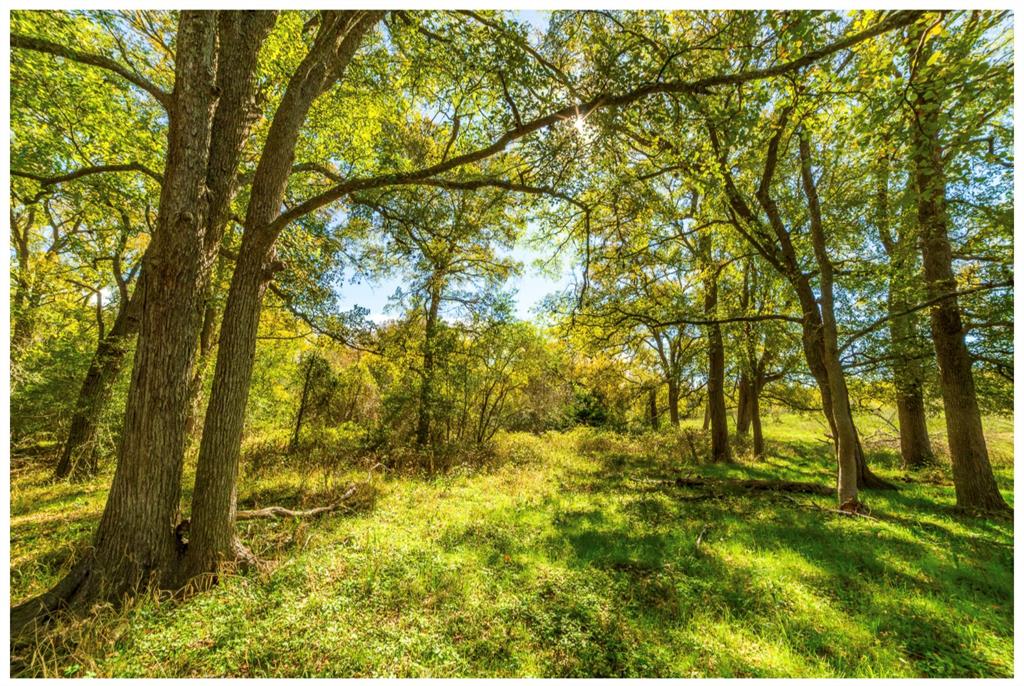 12016 Mazoch Rd, Weimar, Texas image 15