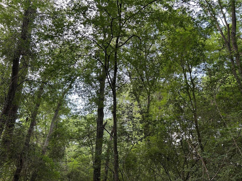 25385 Archie Lane, Hempstead, Texas image 17
