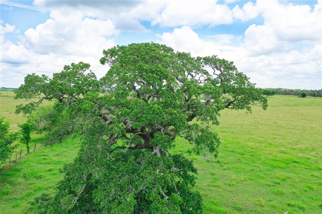 2327 E State Highway 237, Round Top, Texas image 6