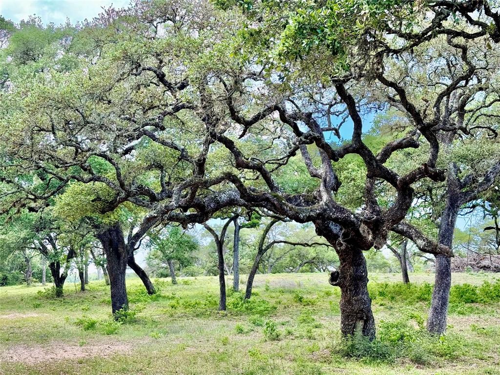 33.619 Acres Private Road 4007, Yoakum, Texas image 4