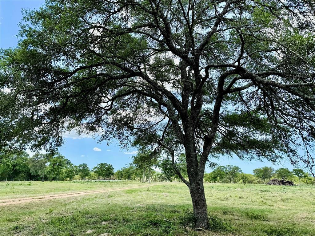33.619 Acres Private Road 4007, Yoakum, Texas image 19