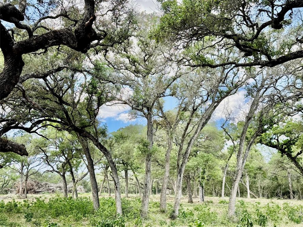 33.619 Acres Private Road 4007, Yoakum, Texas image 5
