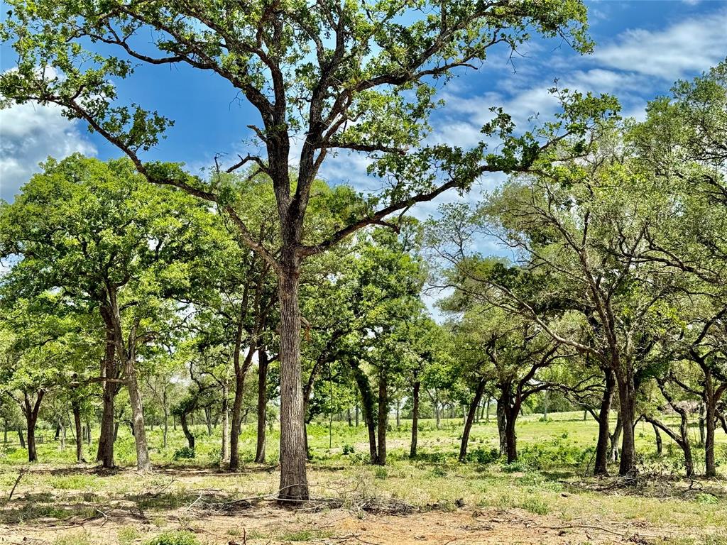 33.619 Acres Private Road 4007, Yoakum, Texas image 24