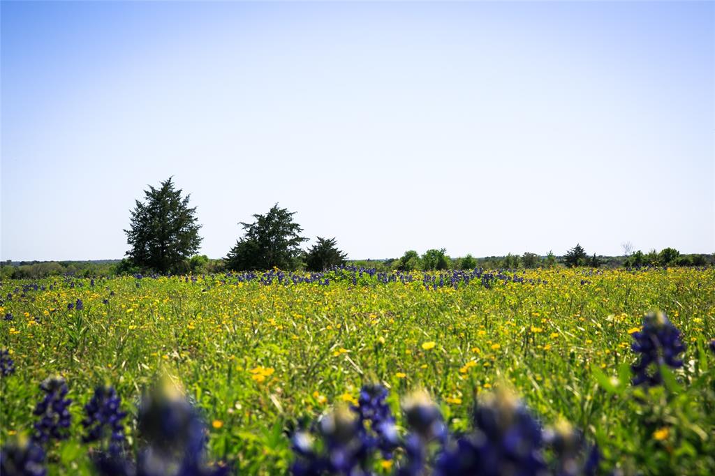 84 Acres Caney Creek Road, Chappell Hill, Texas image 8