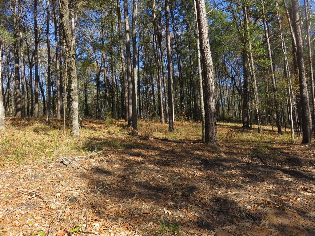 Tall Timbers Drive, Coldspring, Texas image 3