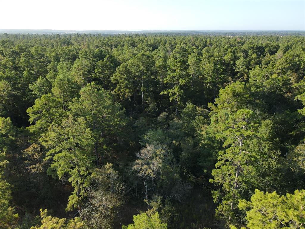 TBD Westview - 20 Acres, Huntsville, Texas image 6