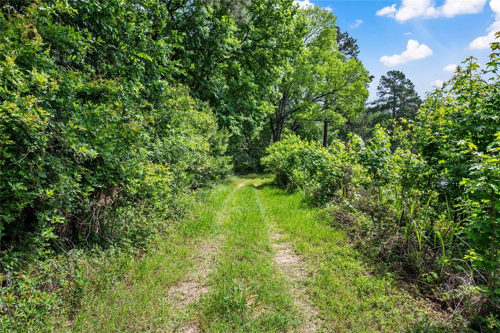 202 Burning Tree Road, Trinity, Texas image 6