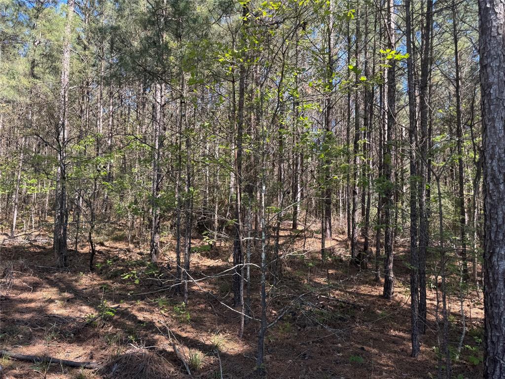 Tract 107 Hwy 156, Coldspring, Texas image 6
