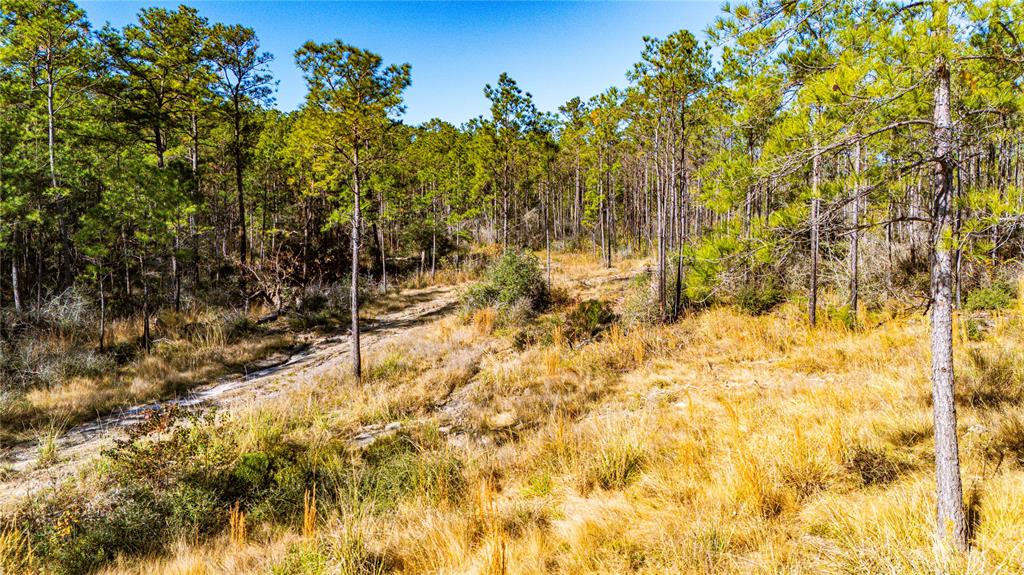 025 Magnolia Ranch Rd Road, Onalaska, Texas image 14