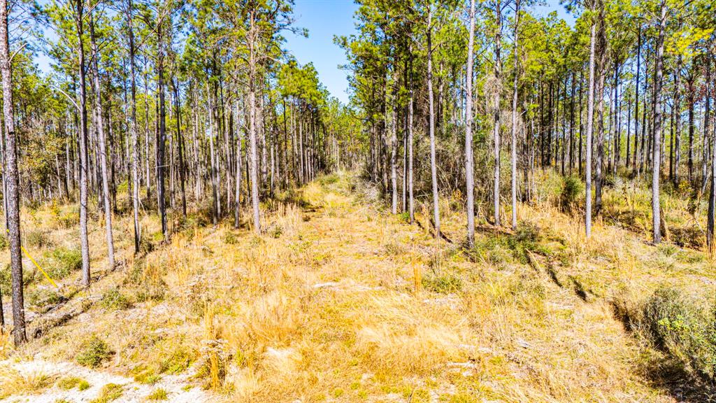 025 Magnolia Ranch Rd Road, Onalaska, Texas image 16