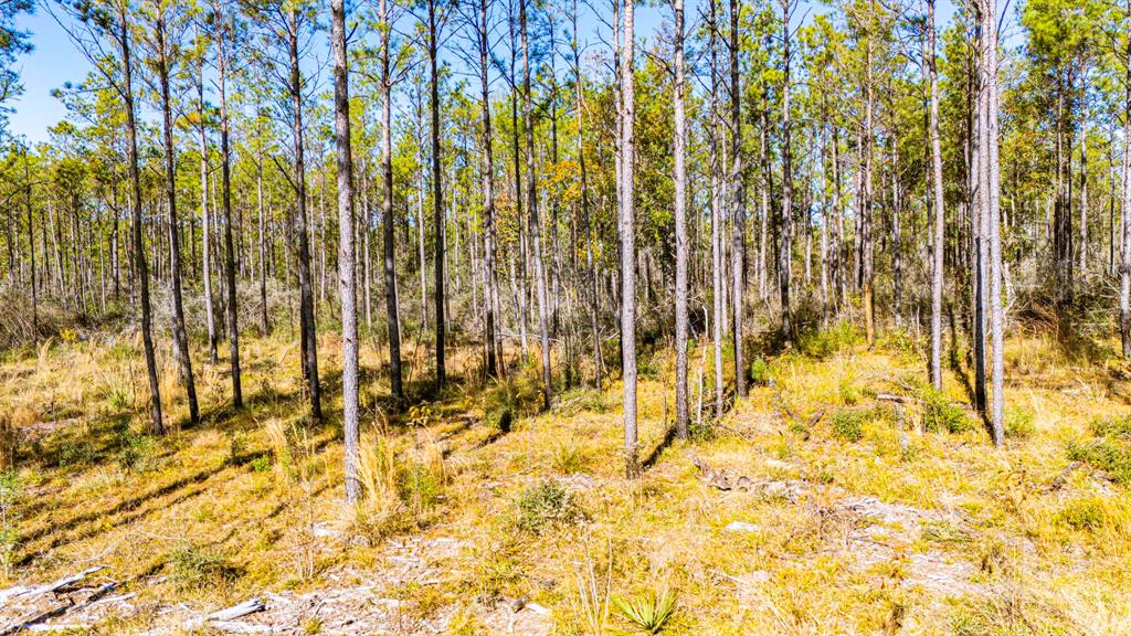 025 Magnolia Ranch Rd Road, Onalaska, Texas image 15