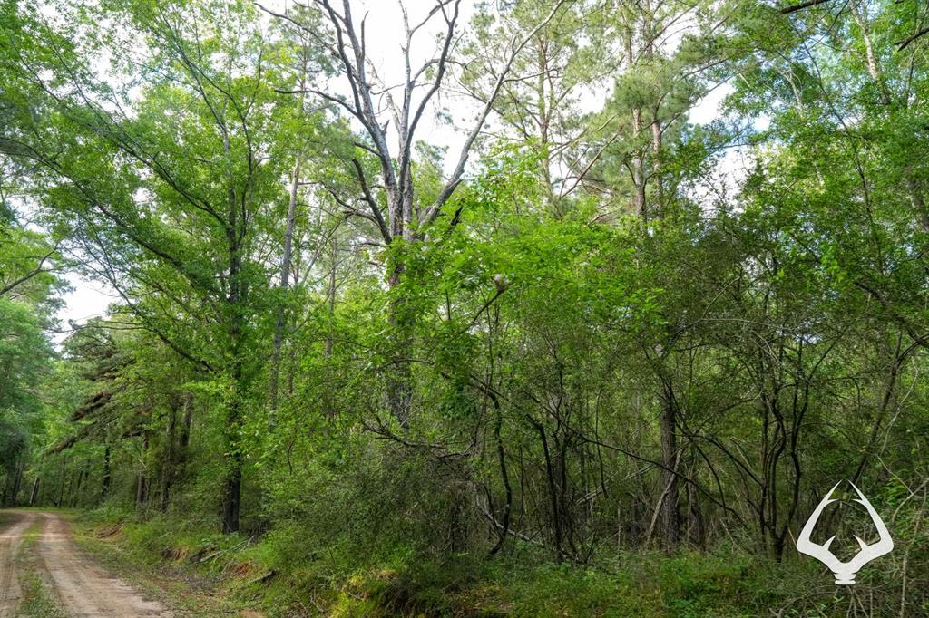 TBD County Road 4690, Kennard, Texas image 30