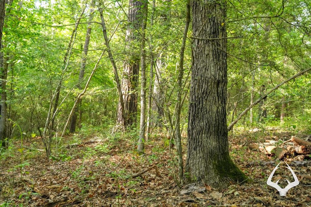 TBD County Road 4690, Kennard, Texas image 9